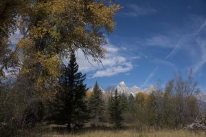 Tetons Scenes-Back in the Woods
